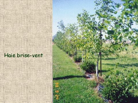 Haie brise-vent (photo)